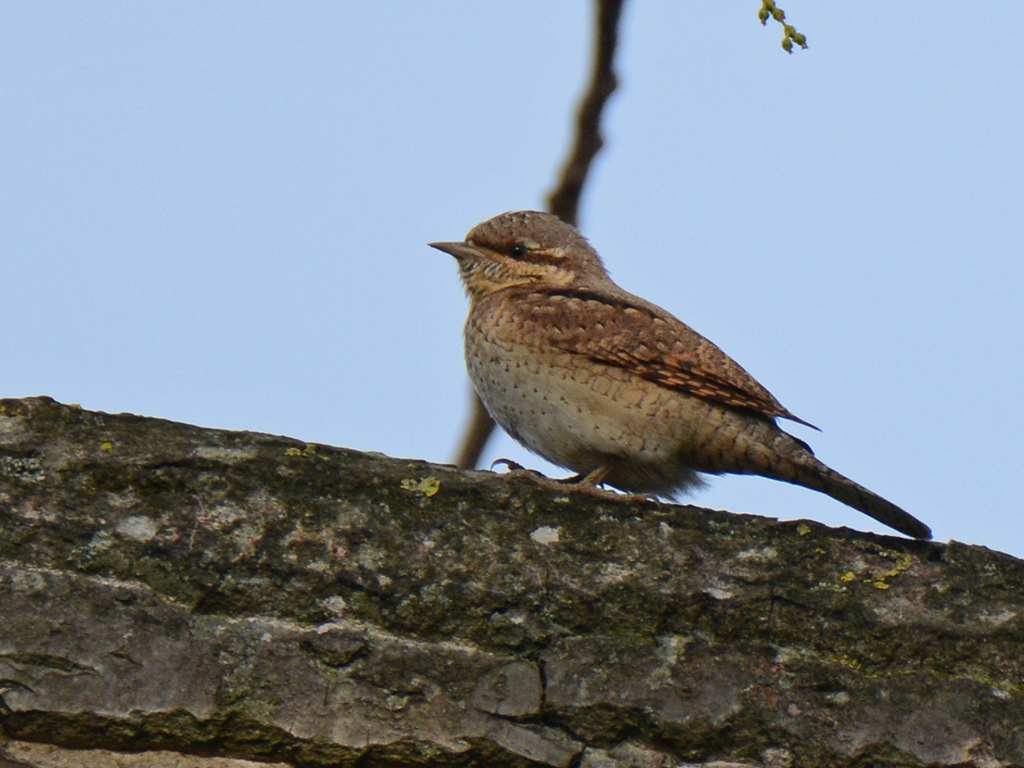 Eurasian Wryneck