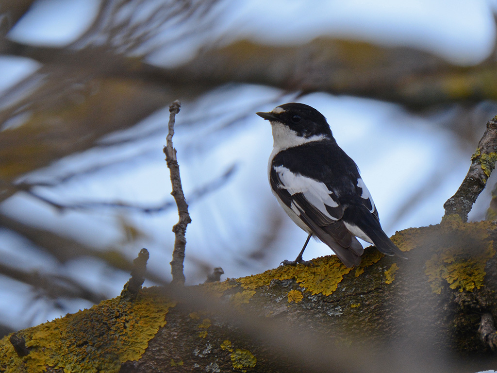 Semicollared Flycatcher