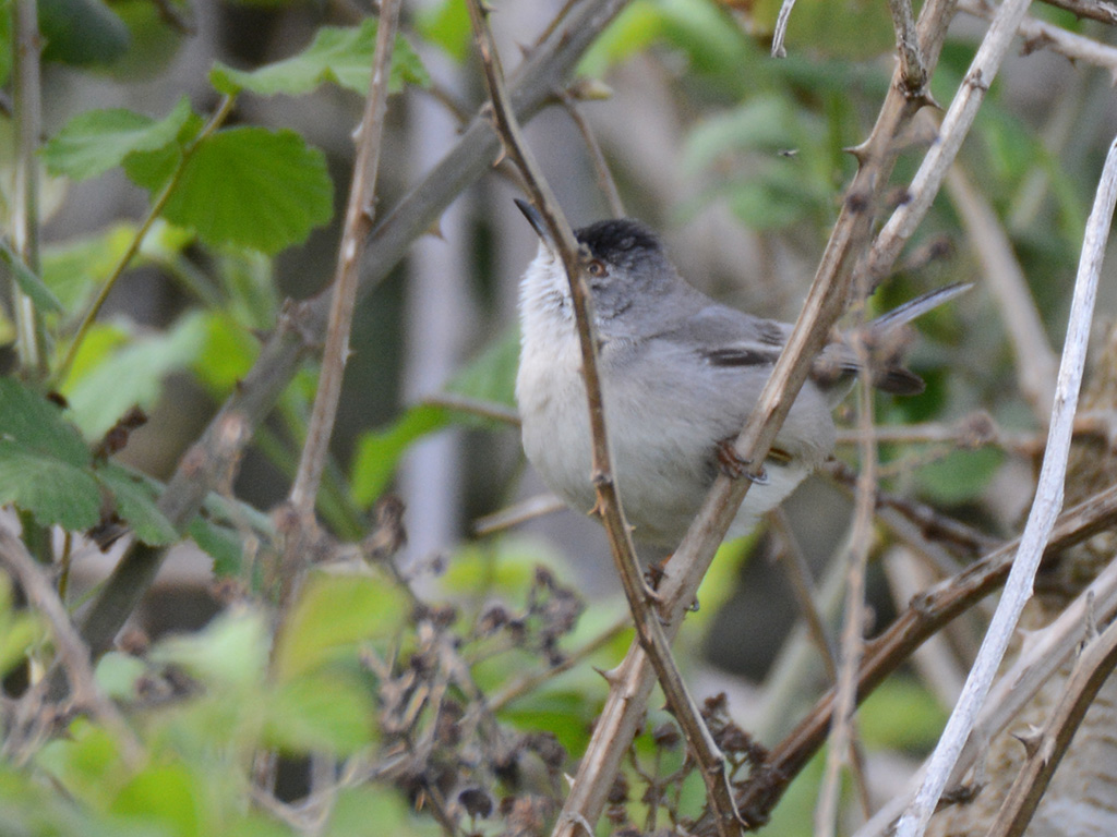 Rüppell`s Warbler