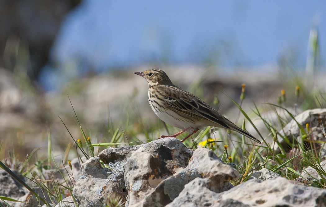 Tree Pipit