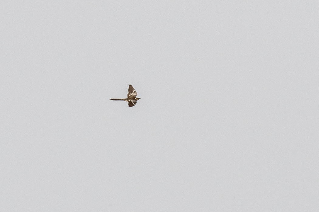 Great Spotted Cuckoo
