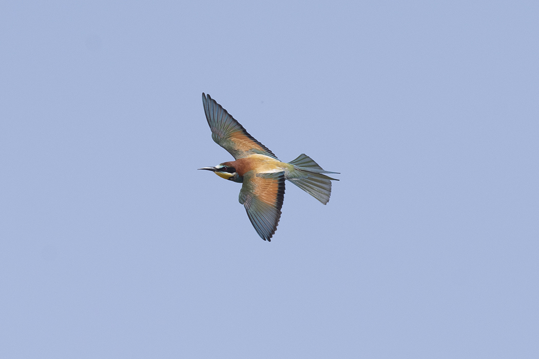 European Bee-eater