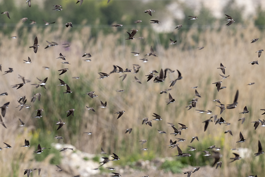 Sand Martin