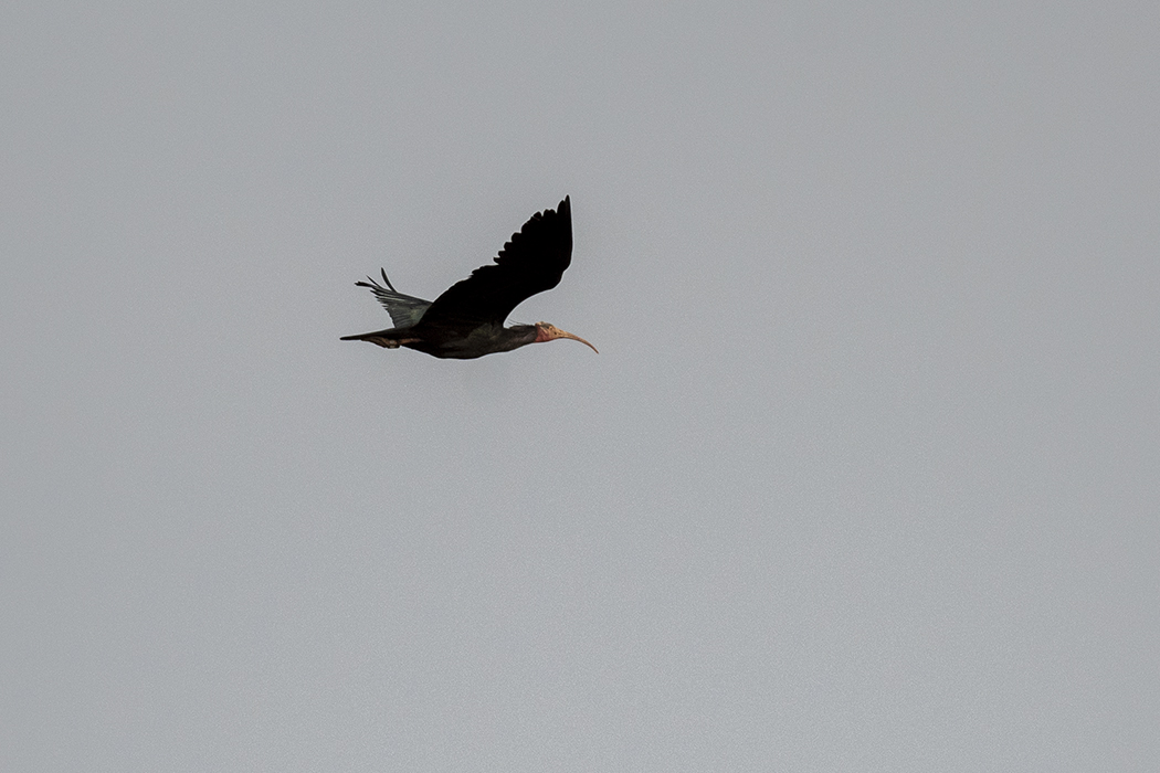 Northern Bald Ibis