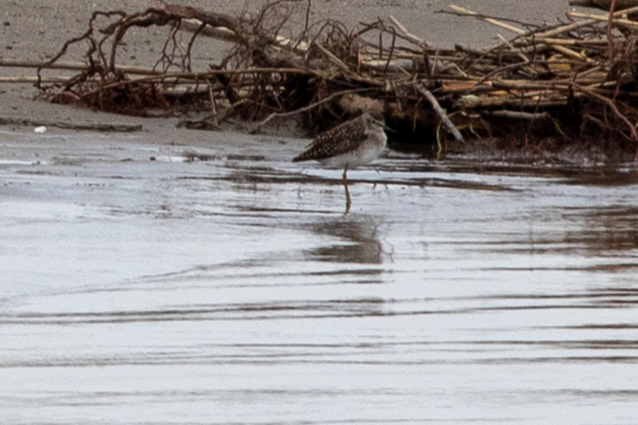 Wood Sandpiper