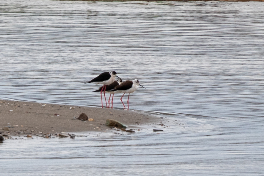Black-winged Stilt