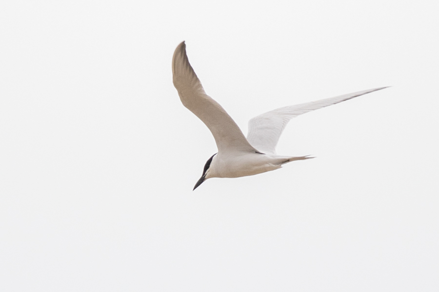 Gull-billed Tern