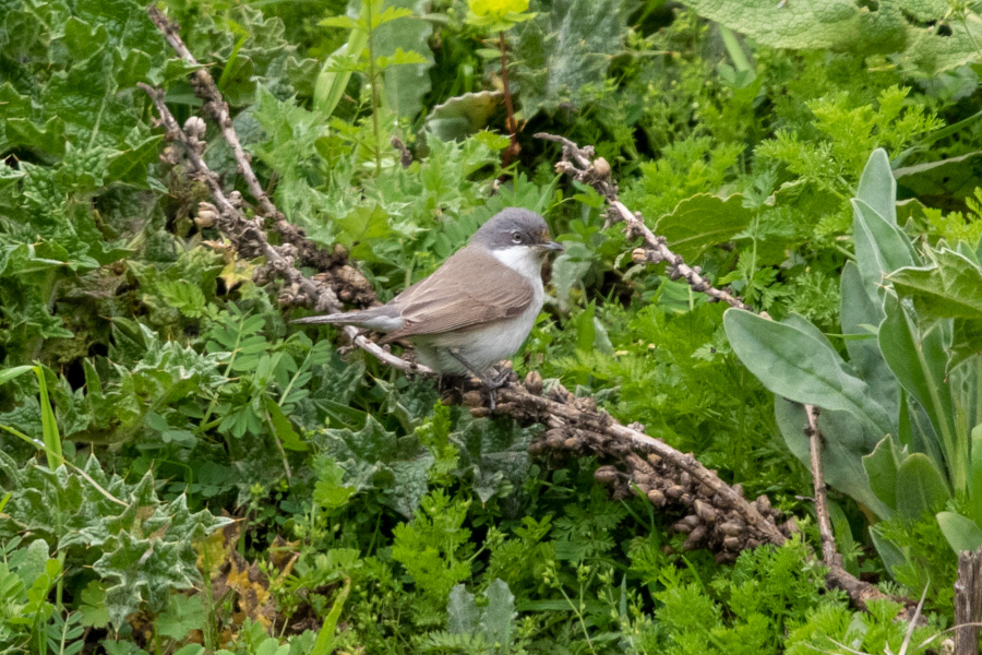 Lesser Whitethroat