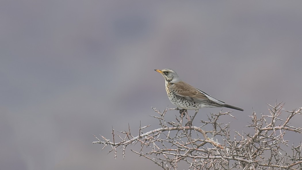 Fieldfare