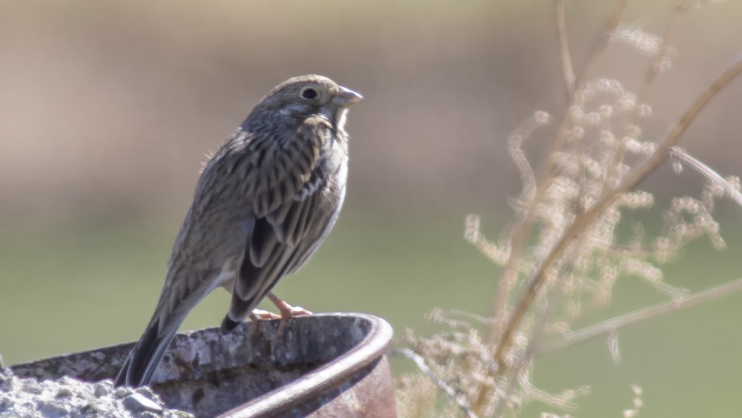 Corn Bunting