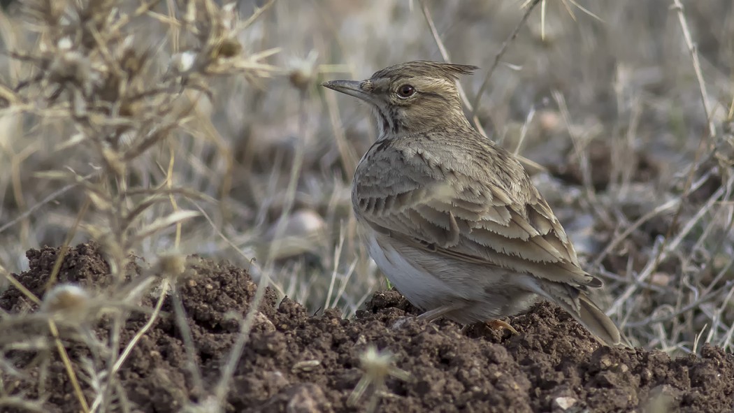 Crested Lark