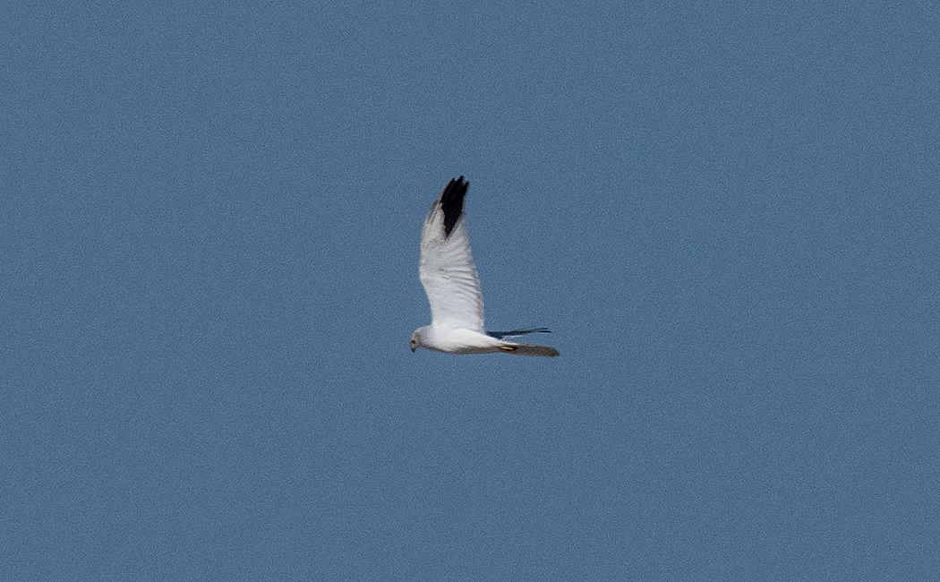 Pallid Harrier