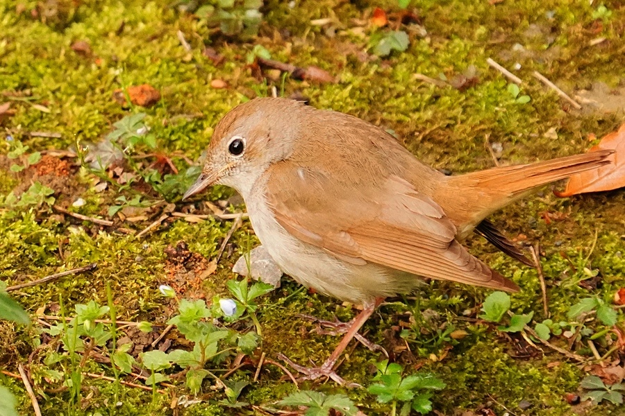 Common Nightingale