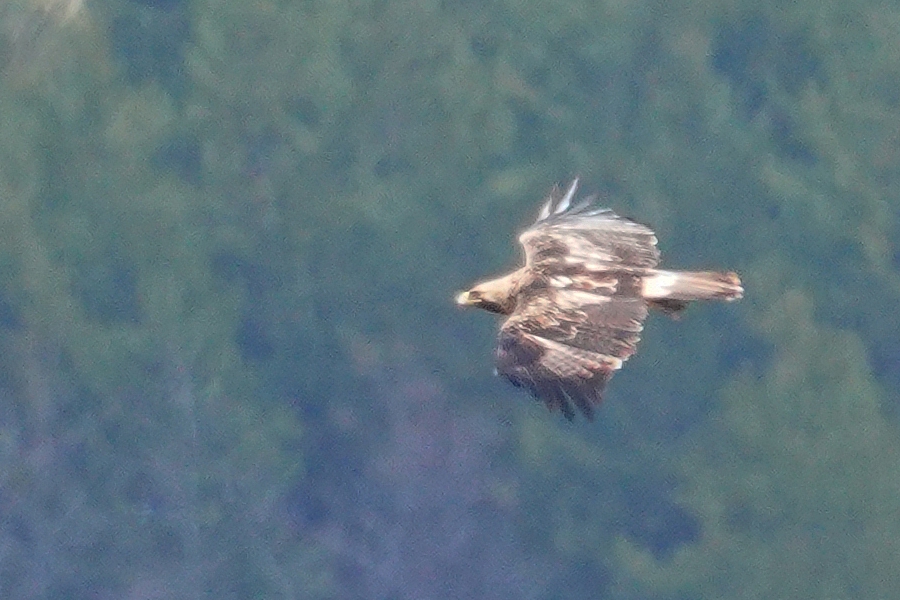 Eastern Imperial Eagle