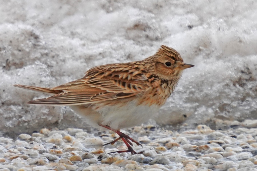 Eurasian Skylark
