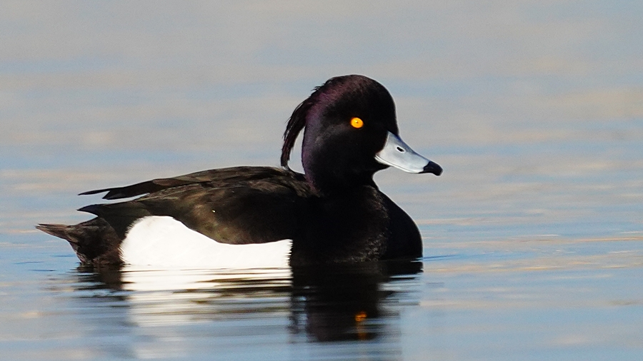 Tufted Duck