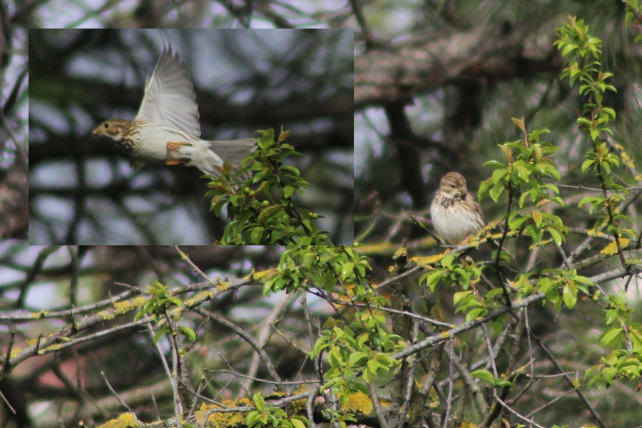 Corn Bunting
