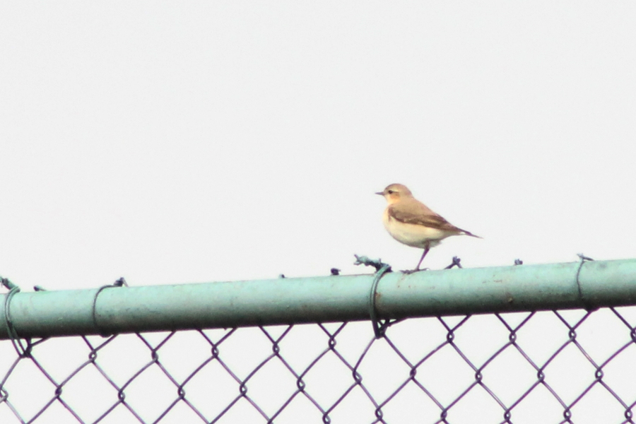 Northern Wheatear