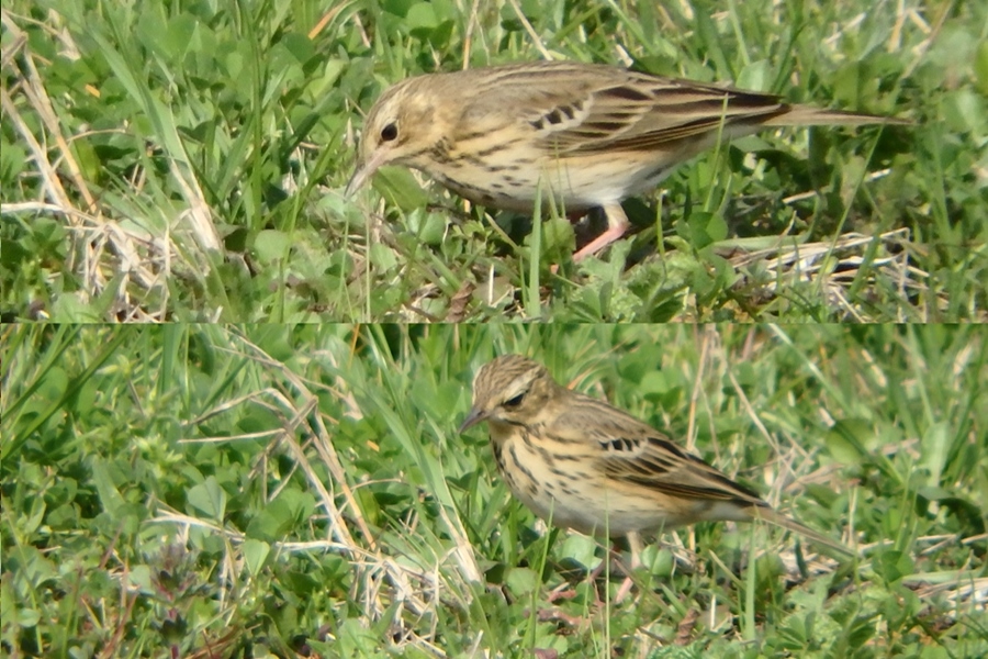 Tree Pipit