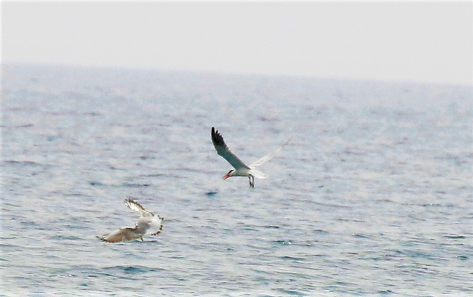 Caspian Tern