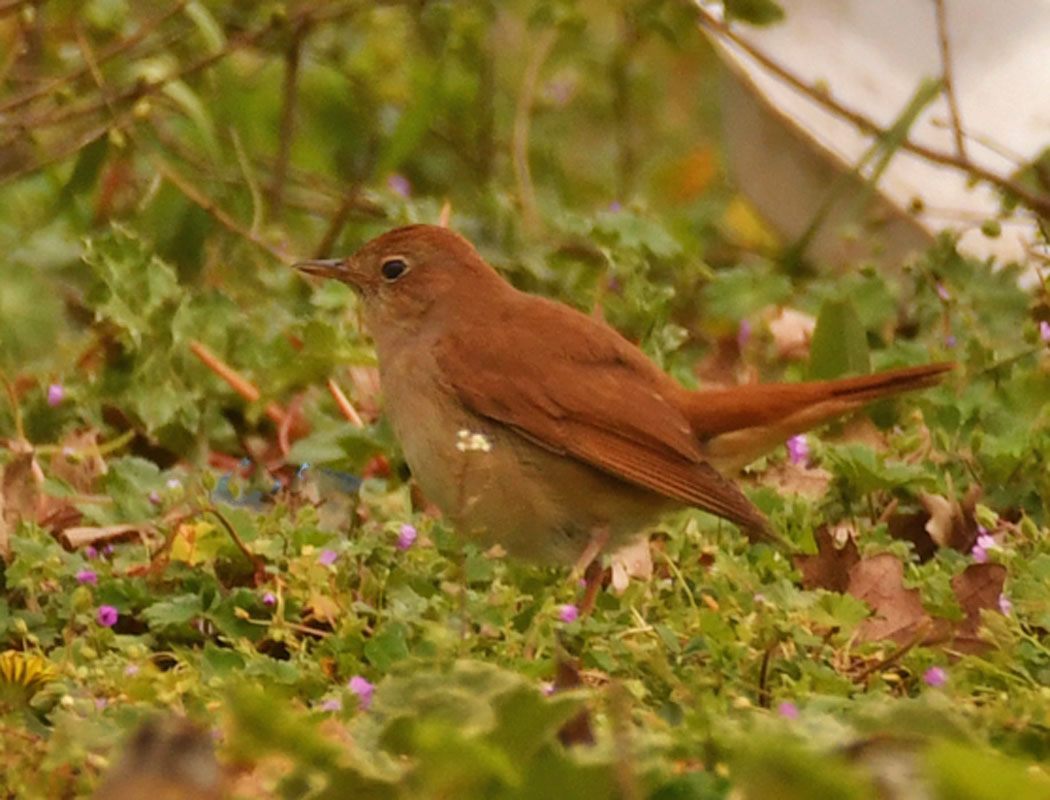 Common Nightingale
