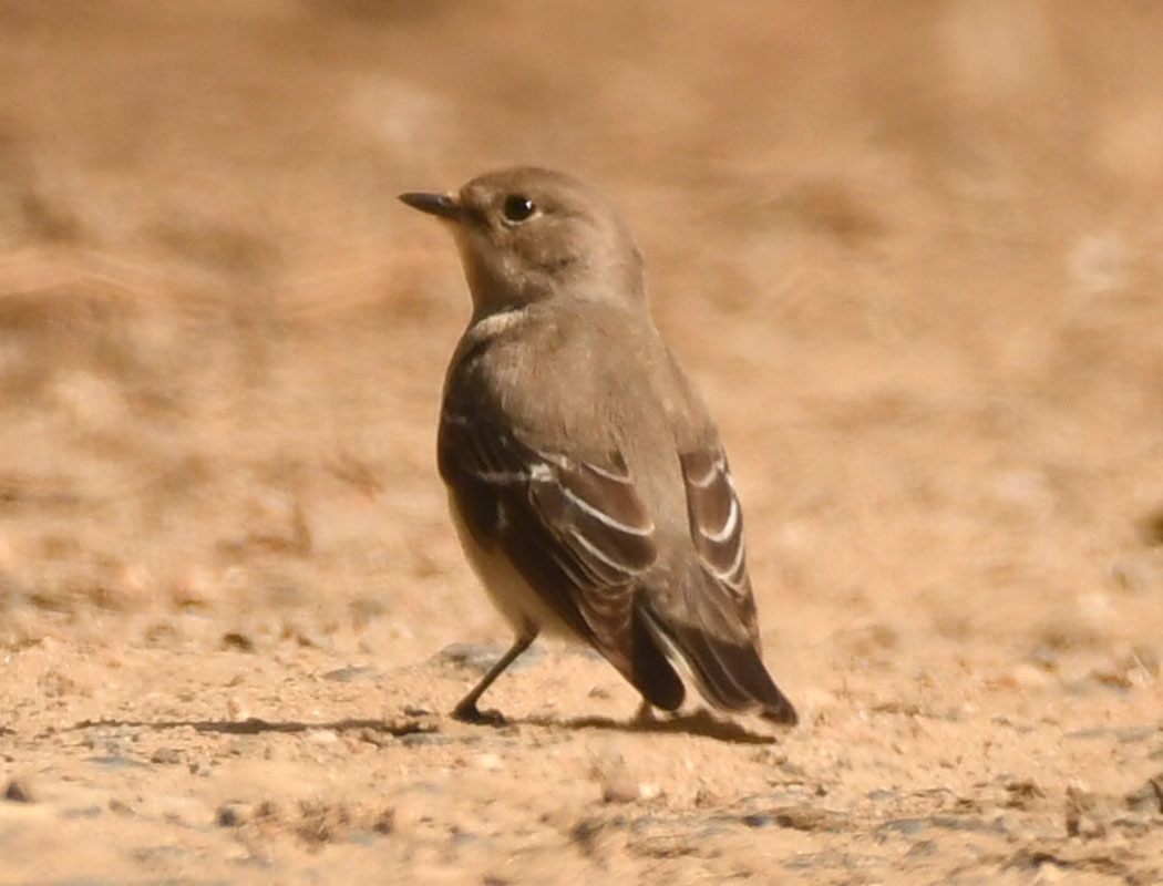 Red-breasted Flycatcher