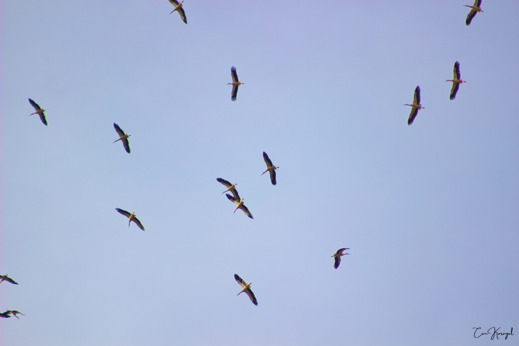 White Stork