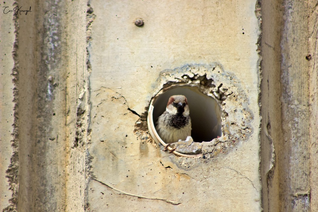 House Sparrow