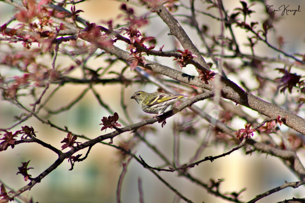Eurasian Siskin