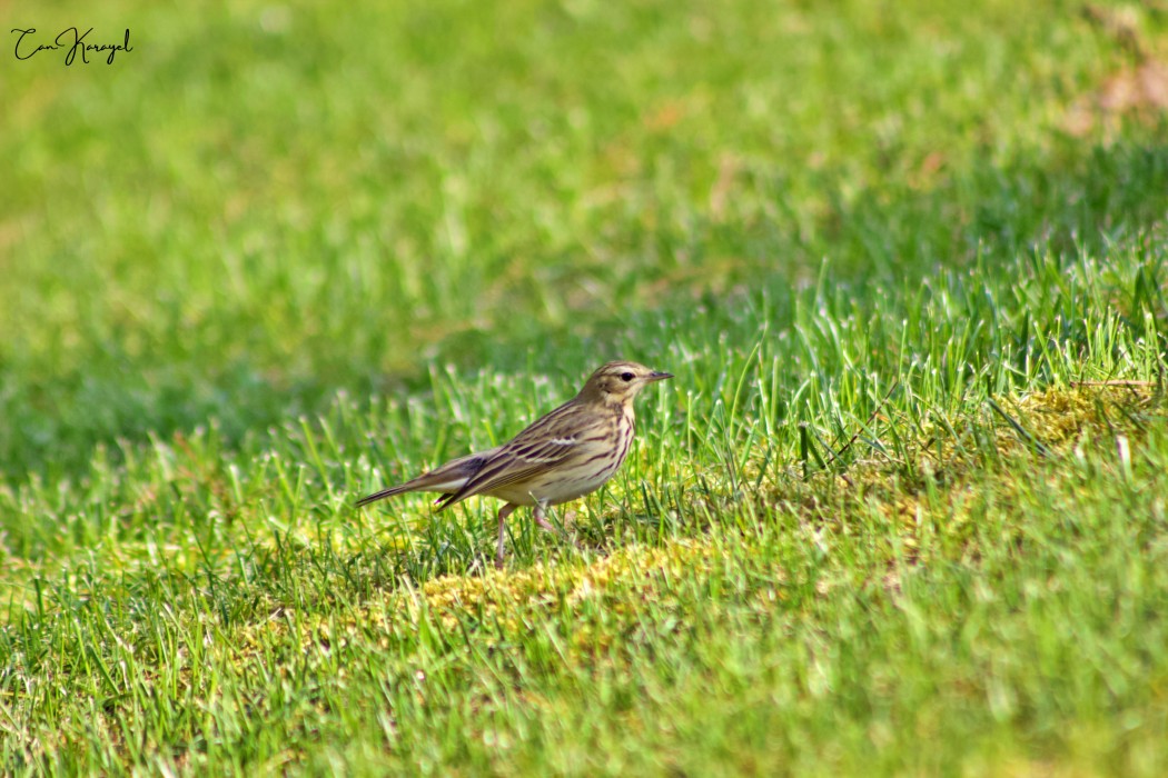 Tree Pipit