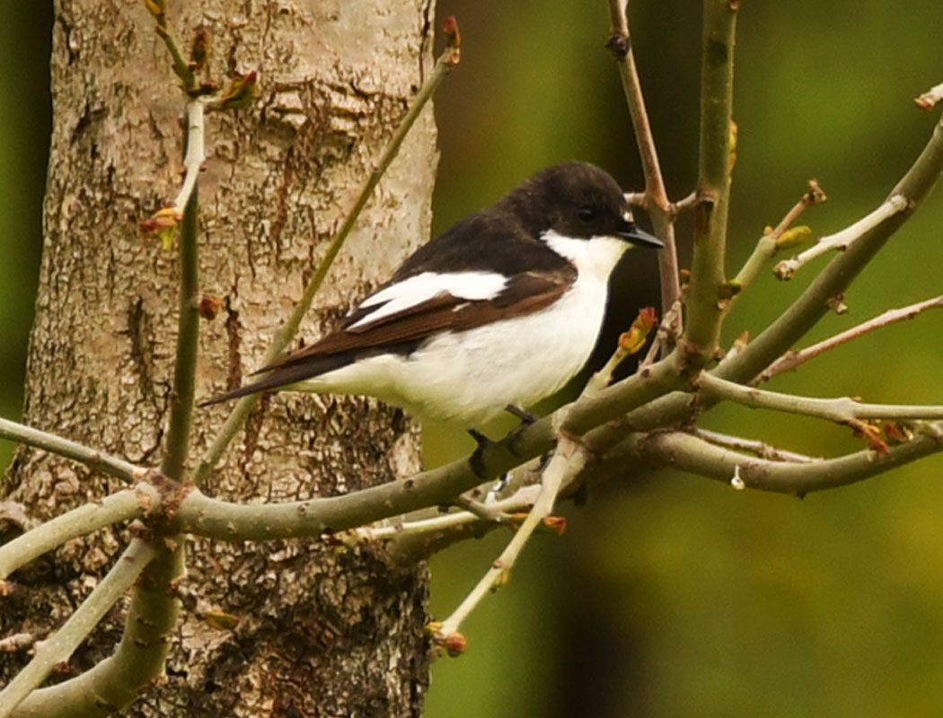 Semicollared Flycatcher