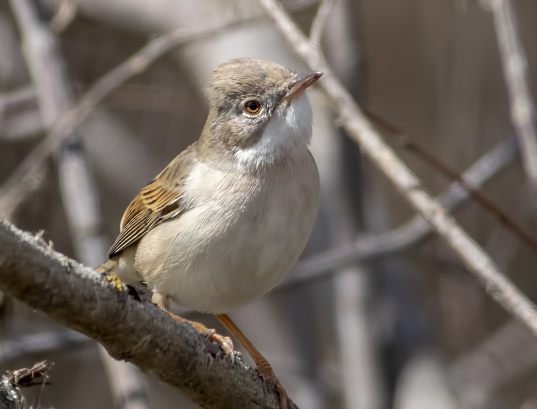 Common Whitethroat