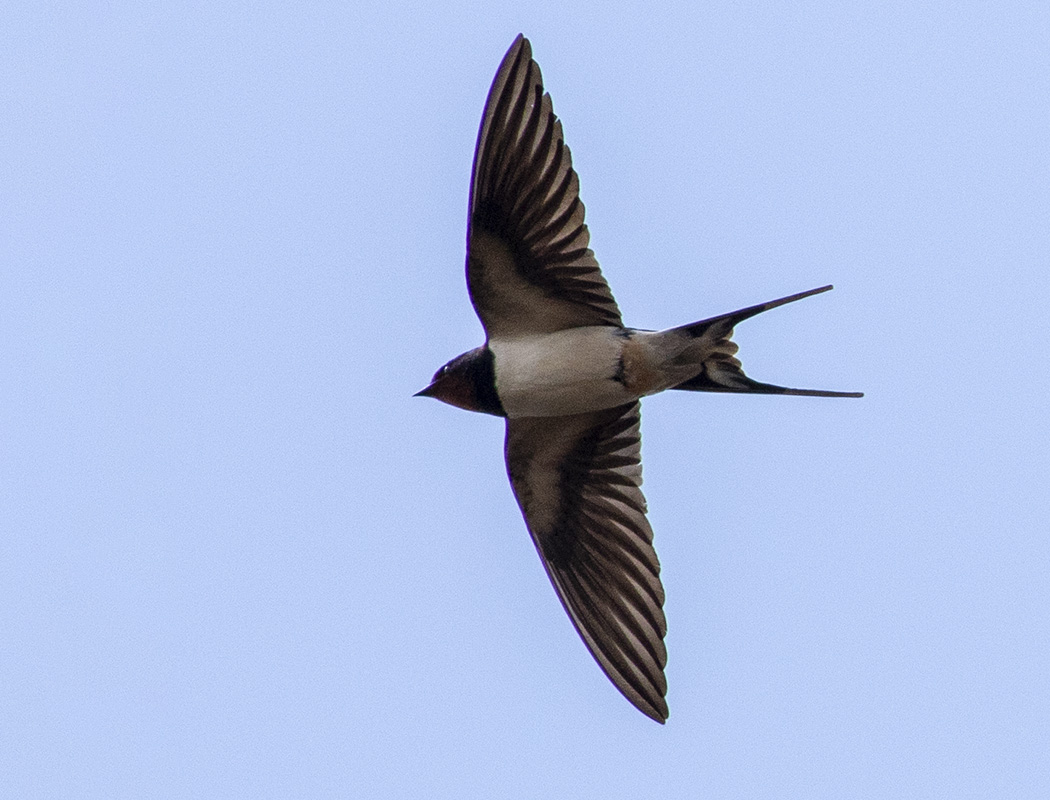 Barn Swallow