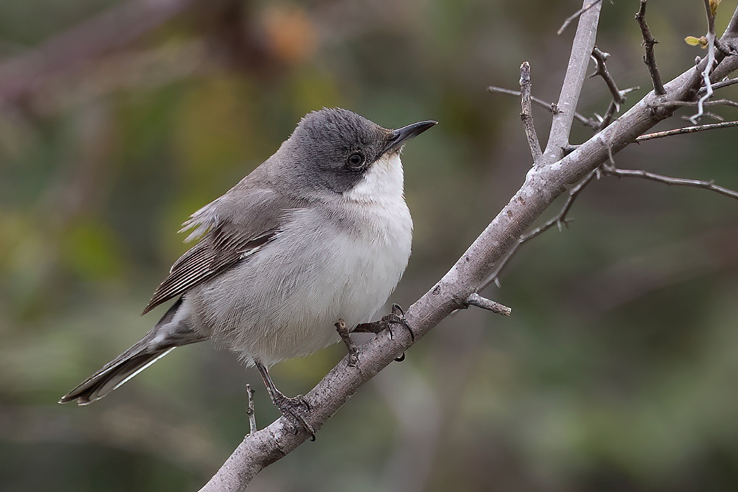 Eastern Orphean Warbler