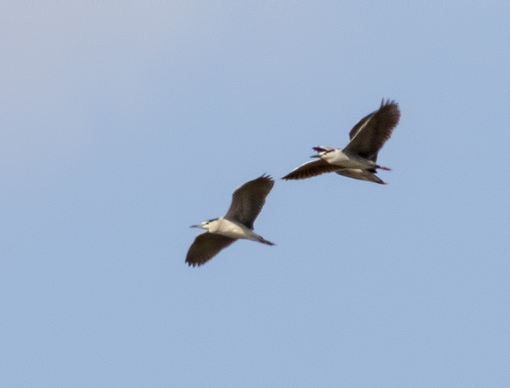 Black-crowned Night Heron