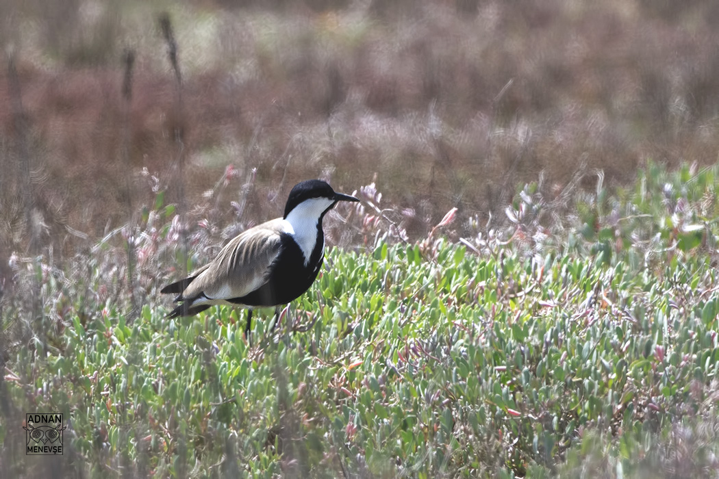 Spur-winged Lapwing