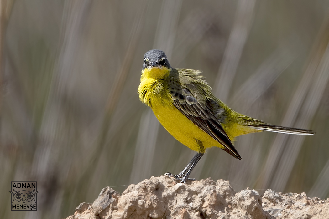 Western Yellow Wagtail