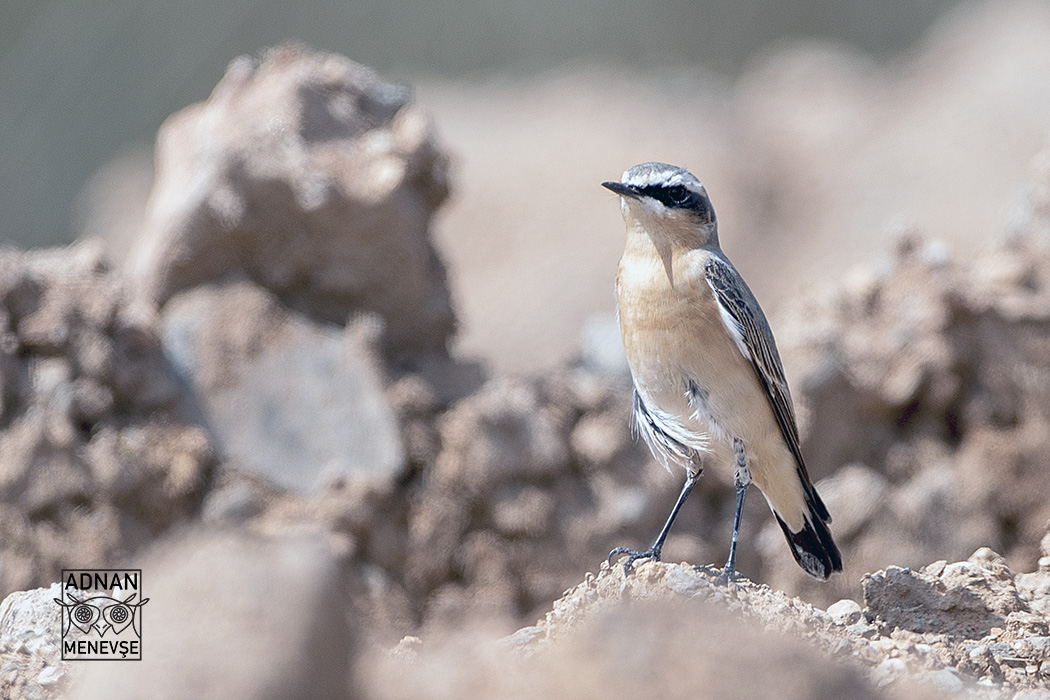 Northern Wheatear