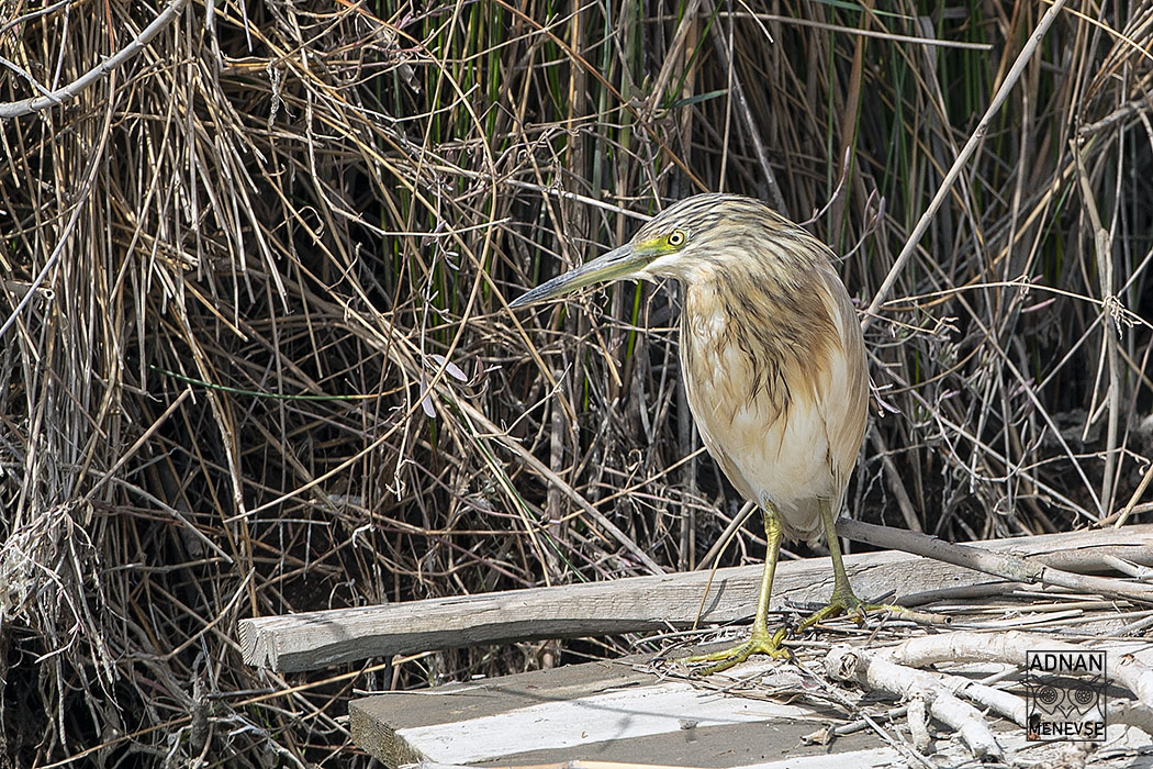 Squacco Heron
