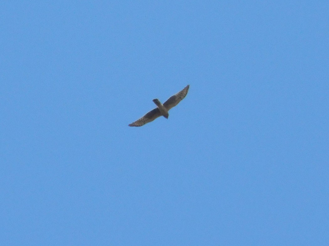 Montagu`s Harrier