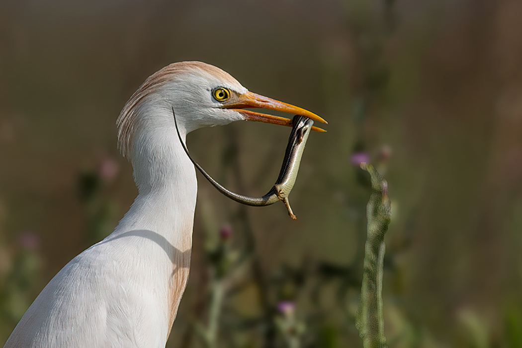 Western Cattle Egret