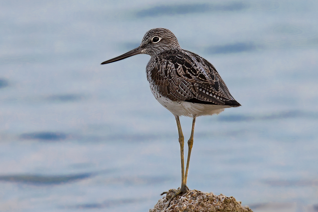 Common Greenshank