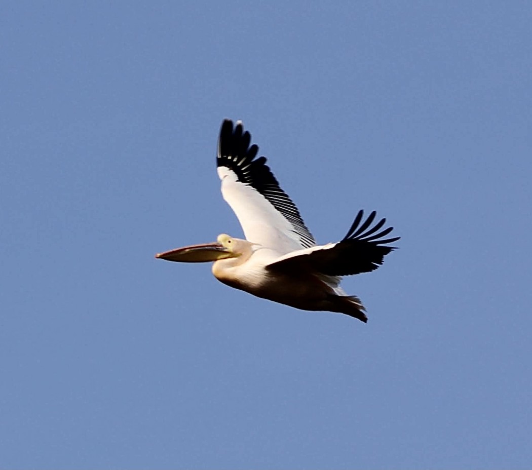 Great White Pelican
