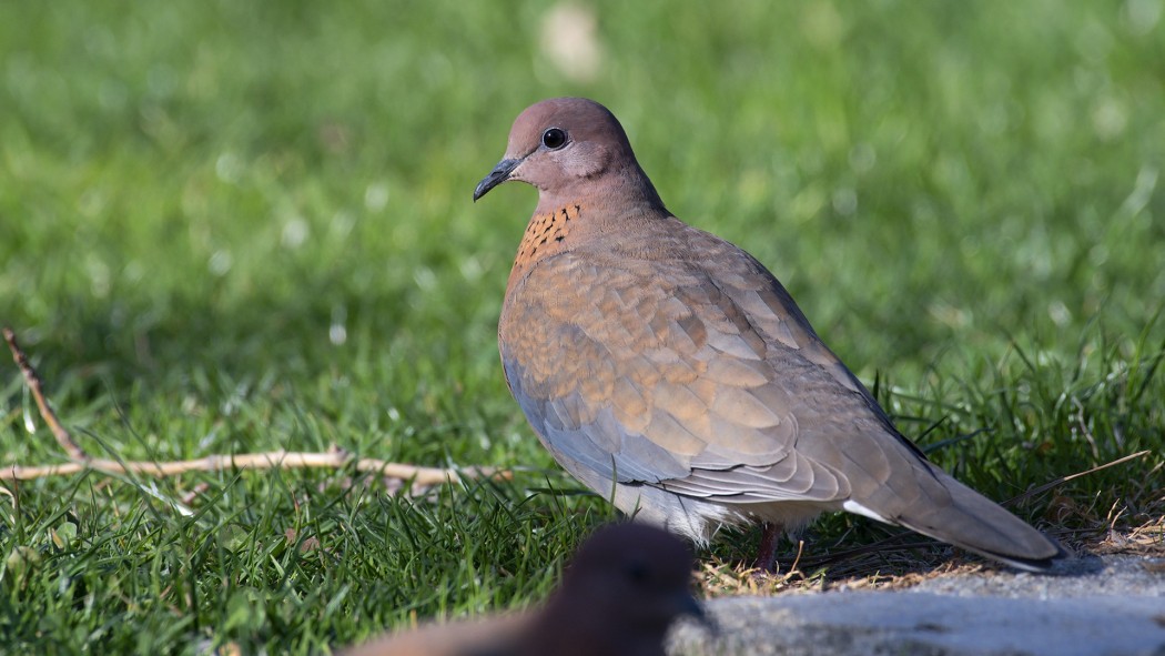 Laughing Dove
