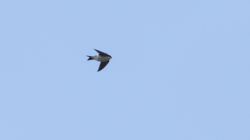 Common House Martin