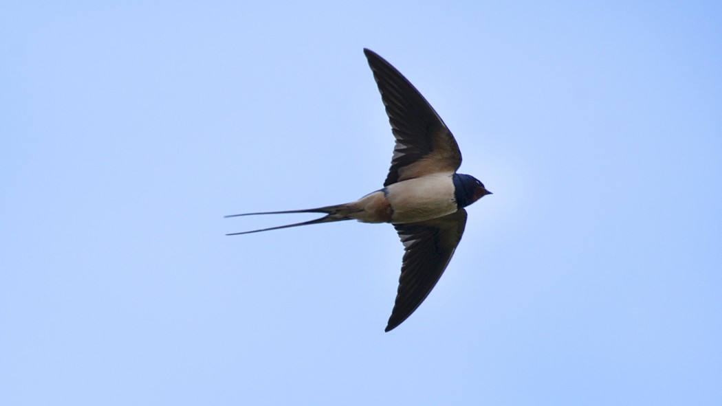 Barn Swallow
