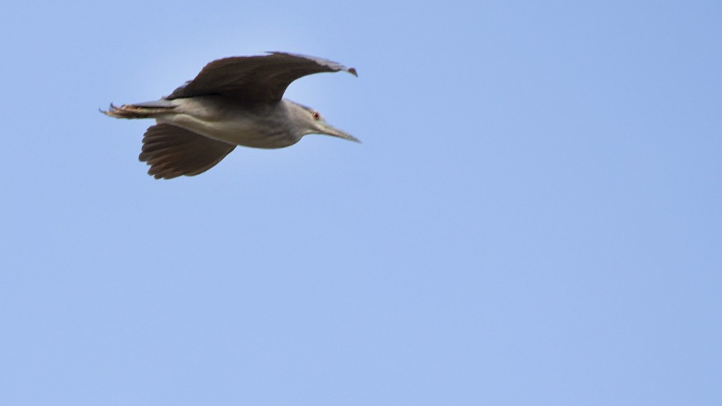 Black-crowned Night Heron