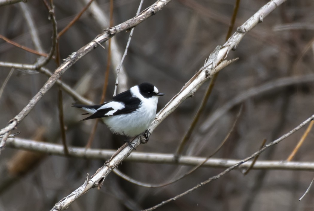 Collared Flycatcher