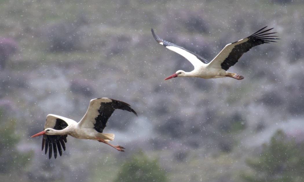 White Stork