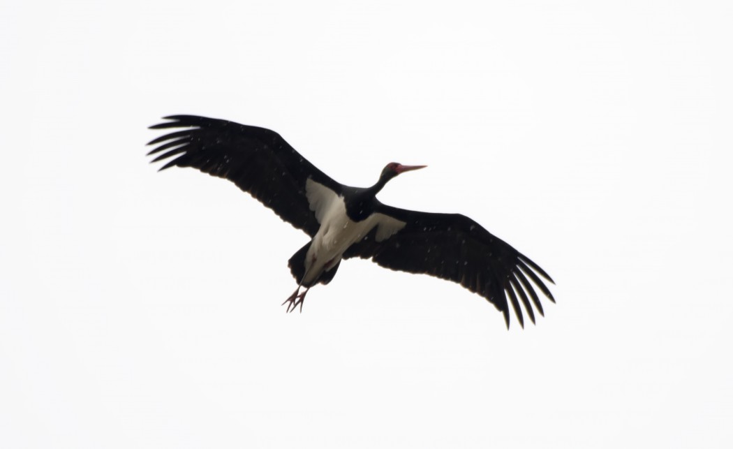 Black Stork